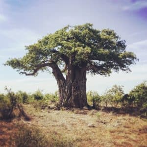 Visit Giants of the north